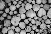 Boomstammen zwart-wit