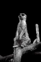 Suricate