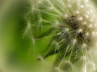 Een pluizenbol close-up