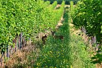 Curious fawns in the summer vineyard