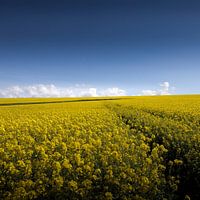 Landscape - path between the yellow.