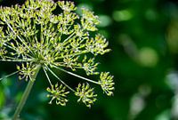 Groentinten in het zonlicht