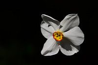 Narcissus poeticus