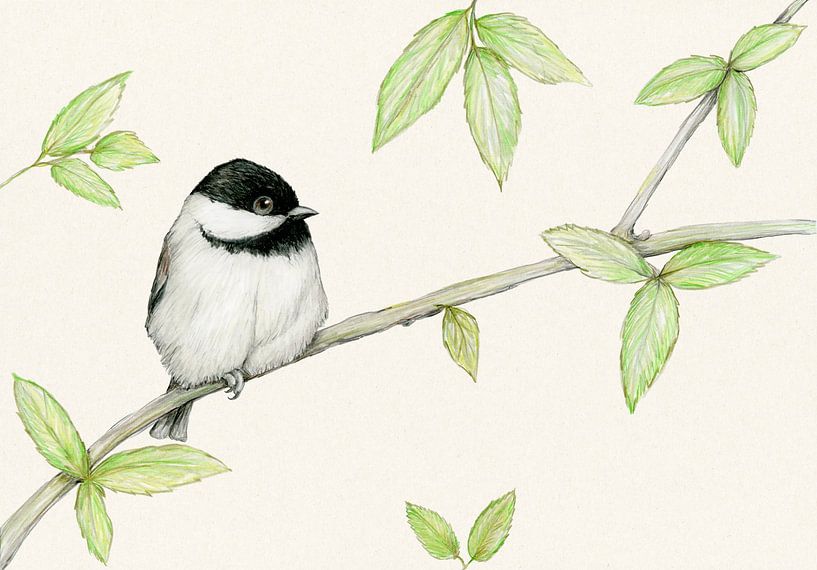 Un dessin au crayon d'une Mésange de Caroline par Bianca Wisseloo