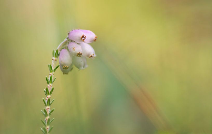 Sweet (heath in close-up) by Birgitte Bergman