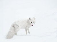 Poolvos in de sneeuw