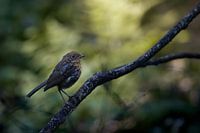 Eine mutige Begegnung: Das junge Rotkehlchen von nebenan
