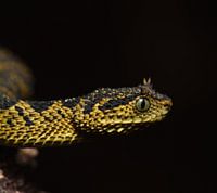 Drache im Dunkeln (Atheris ceratophora)
