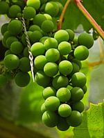 Sonniger Standort für weiße Weinrebenbüsche