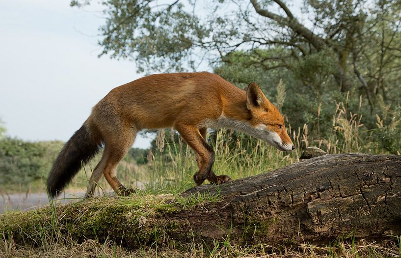 Vos klimmend par Menno Schaefer