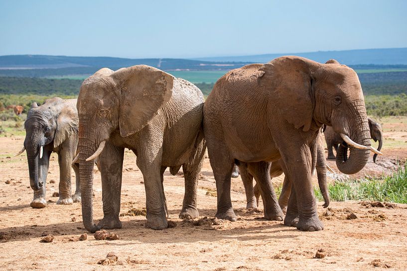 Olifanten op weg naar de waterplaats par Jack Koning