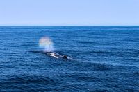 Regenboog Walvis