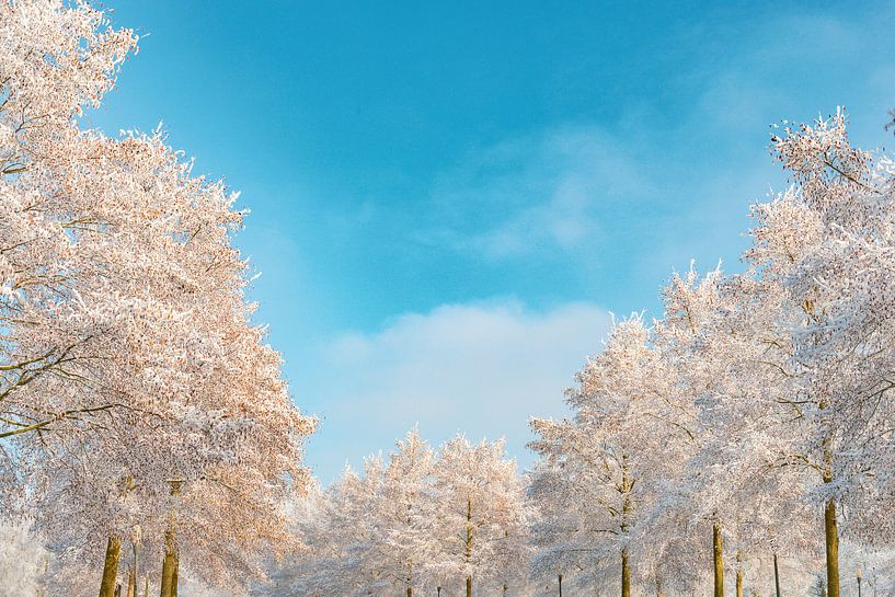 Frostig verschneiten Winter Bäume mit einem schönen blauen Himmel von Sjoerd van der Wal Fotografie