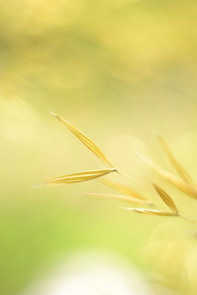 Siergras geel vintage par Sascha van Dam