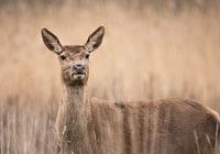Les yeux dans les yeux avec le Red Deer