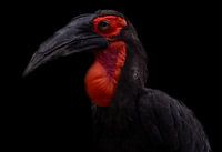 Beautiful Horn Raven with black background
