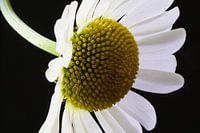 camomile in full bloom