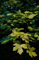 the whisper of autumn