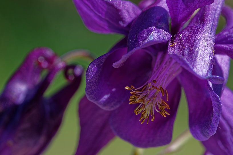 Gemeine Akelei von Rolf Pötsch