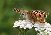 Painted Lady (Vanessa Cardui) butterfly