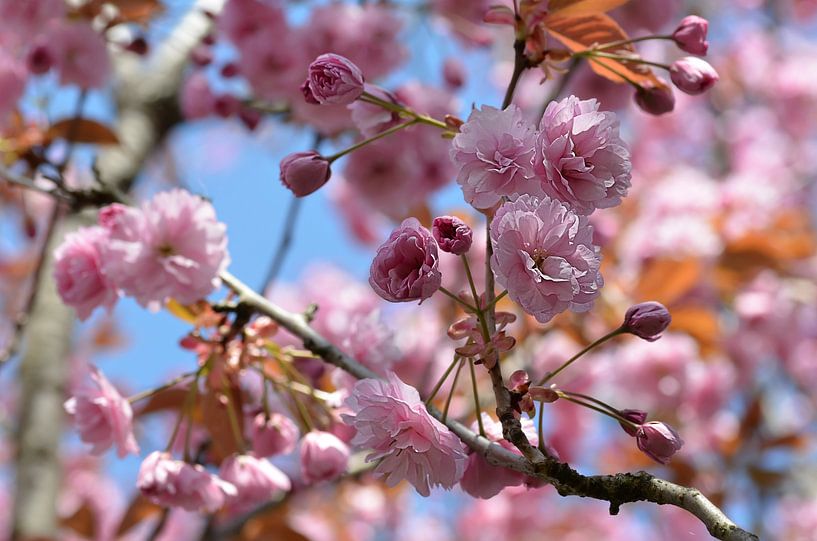 Blütenzeit by Zwergls Lichtermeer