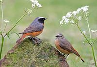 Gekraagde roodstaart