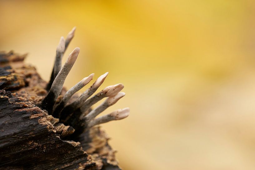 Minuskelpilze auf einem Ast von Angélique Vanhauwaert