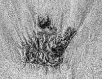 beach, sand and seaweed. abstract work