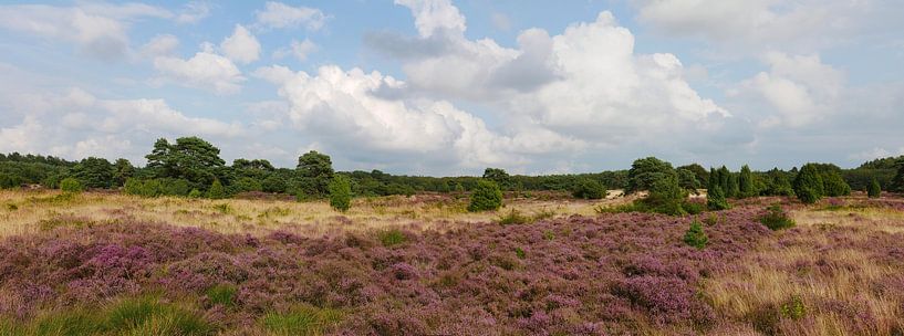 Blühende Heidelandschaft im Forstdienstgebiet Ruinen. von Wim vd Neut