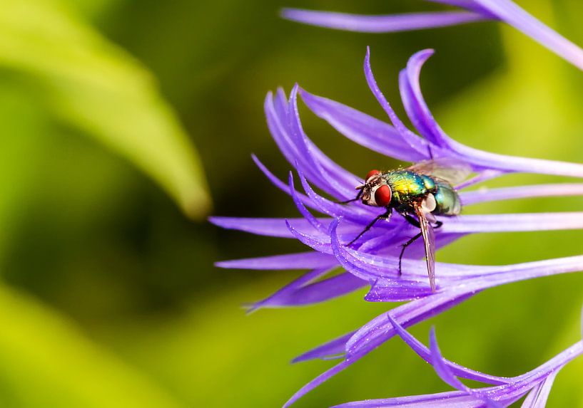 Goldfliege par Alena Holtz