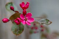 Crab apple in bloom.