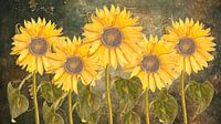 Tournesols en harmonie