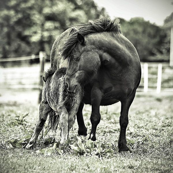 Die ersten Schritte des Lebens von Michel Derksen