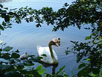 Zwaan met twee jongen.