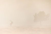 Großer Rothirsch im Nebel