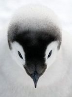 Porträt eines Kaiserpinguins (Aptenodytes forsteri) Küken