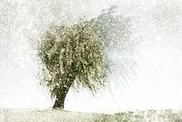 Niederländische Landschaft Sprang-Capelle, die Niederlande