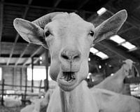 Image amusante d'une chèvre en train de manger