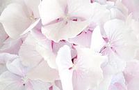 Photo en gros plan de l'hortensia