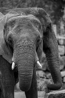 Olifanten in Safaripark Beekse Bergen in zwart-wit