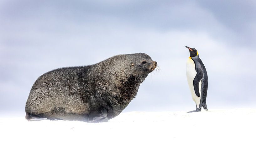 Die Pelzrobbe und der Pinguin von Claudia van Zanten