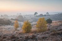Foggy Posbank on a colorful autumn morning.