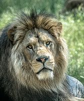 Le roi du royaume des animaux, le lion, se reposant au soleil de midi.