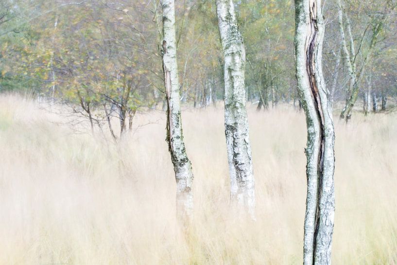 Malen mit licht von Marian Smeets