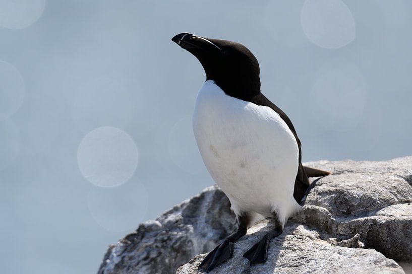 Alk on the rocks von Aspectus | Design en Realisatie