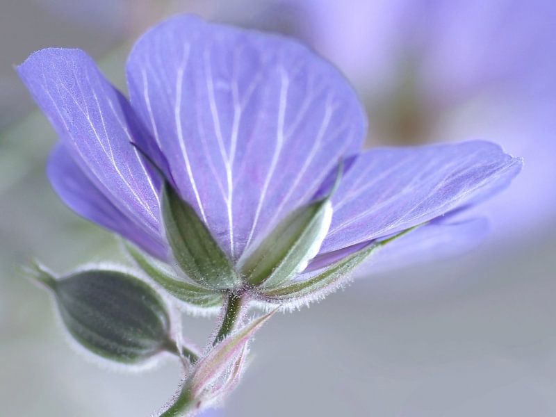 Storchschnabel, ein zarter Traum, Storchschnabel, Géranium, Sardunya, von Marlies Prieckaerts