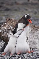 Eselspinguinfamilie Antarktis