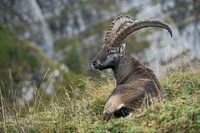 bei der Mittagsruhe... Alpensteinbock *Capra ibex*