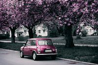 The mini and the cherry blossom