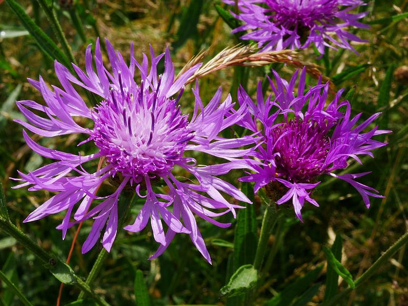 Flowers of the knotweed. by Wim vd Neut